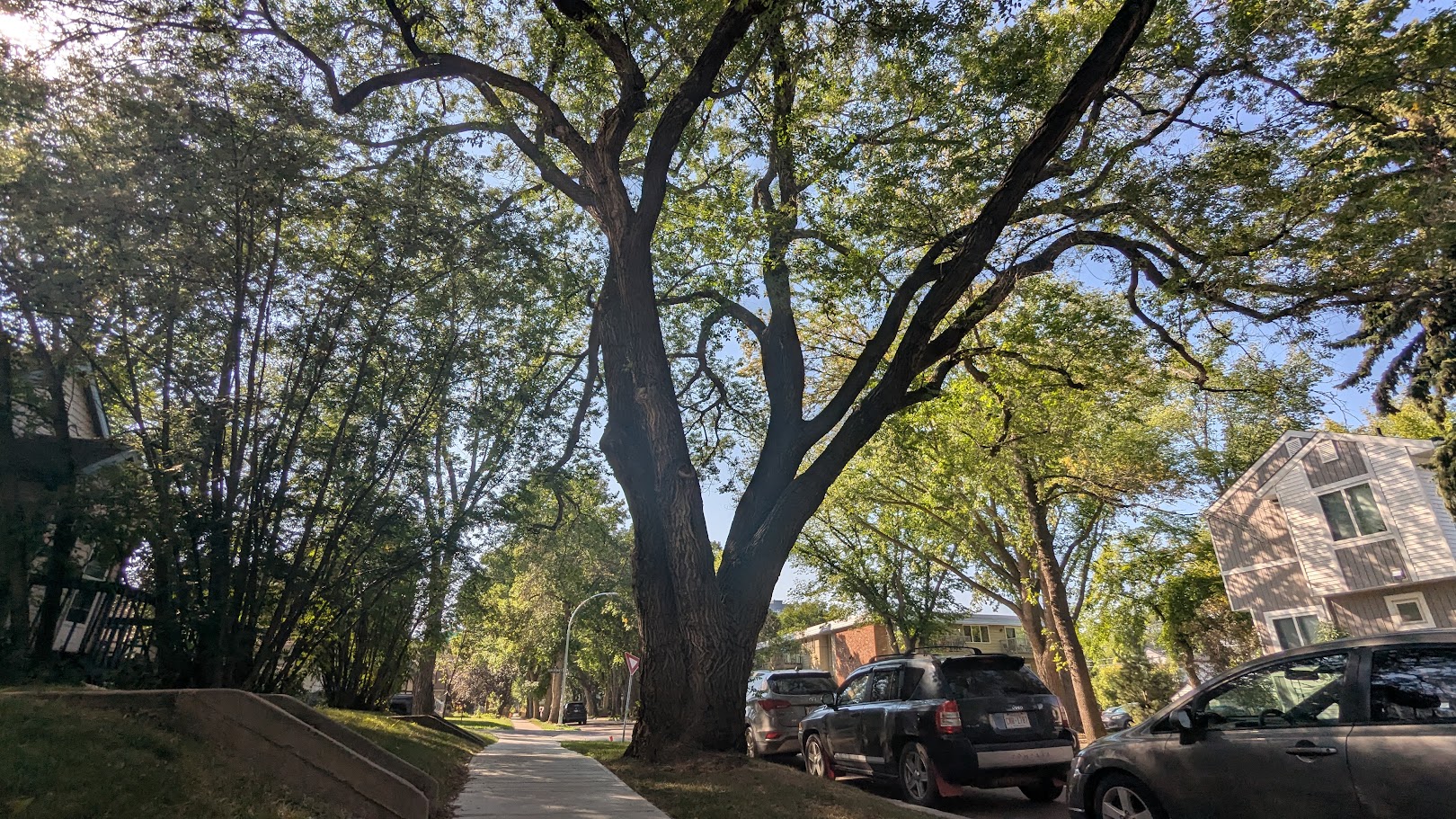 Large urban heritage tree in Edmonton