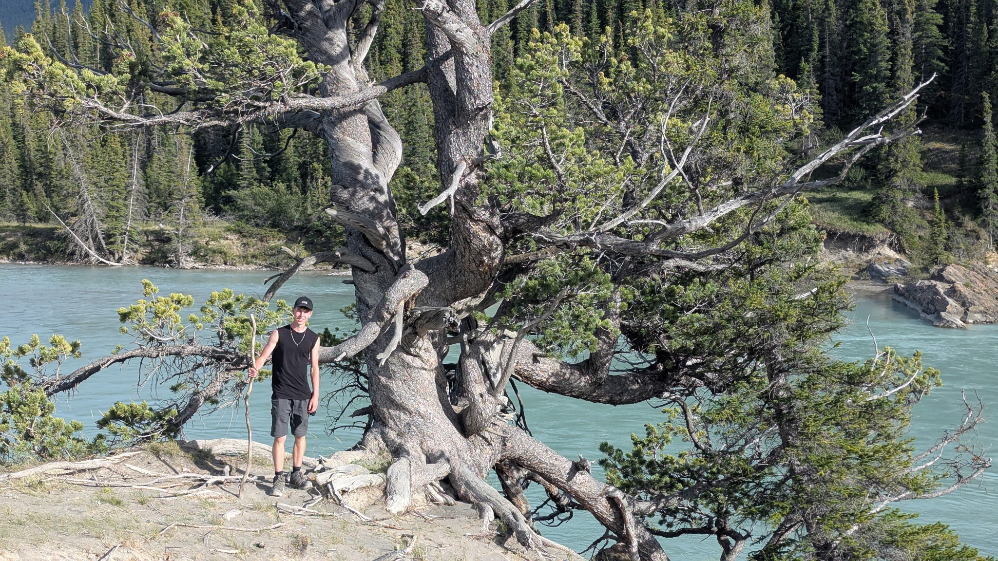 Josh Kirsch standing beside a massive old tree in Alberta.