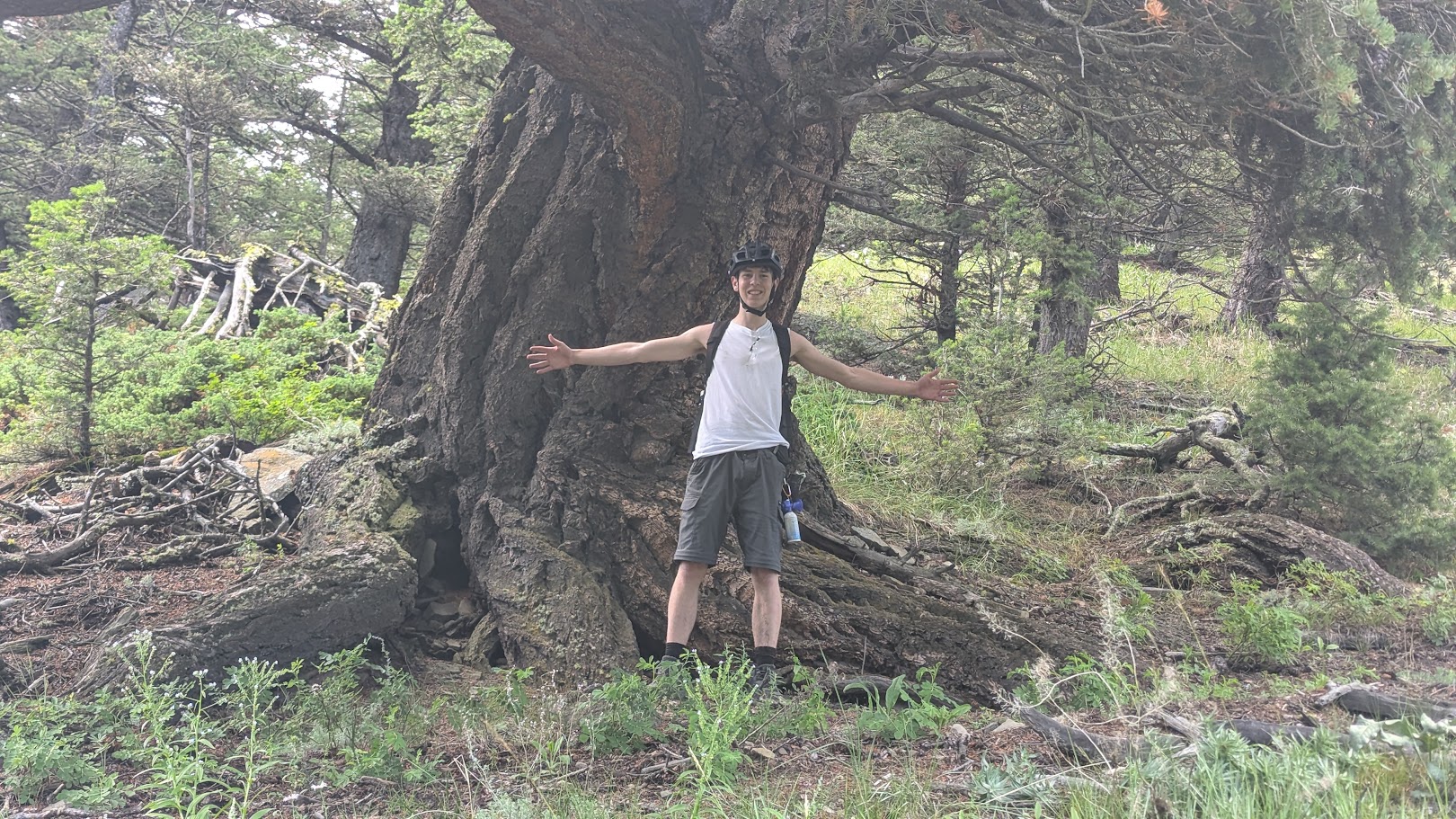 Joshua Kirsch beside a remarkable Alberta tree.