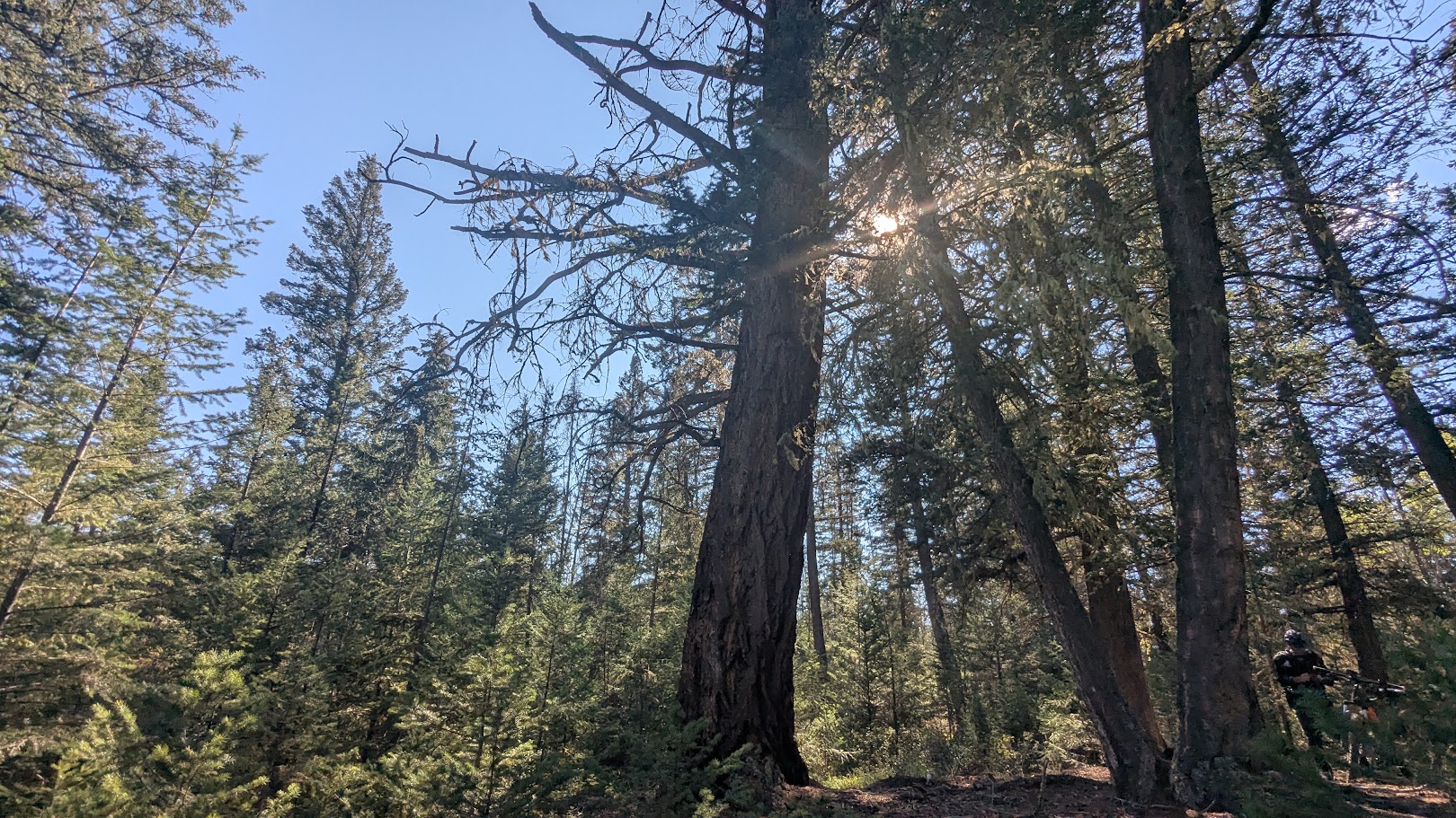 Large Douglas-fir trees in an Alberta forest