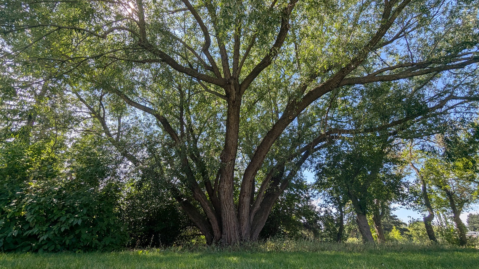 Large willow tree used as a heritage tree record example